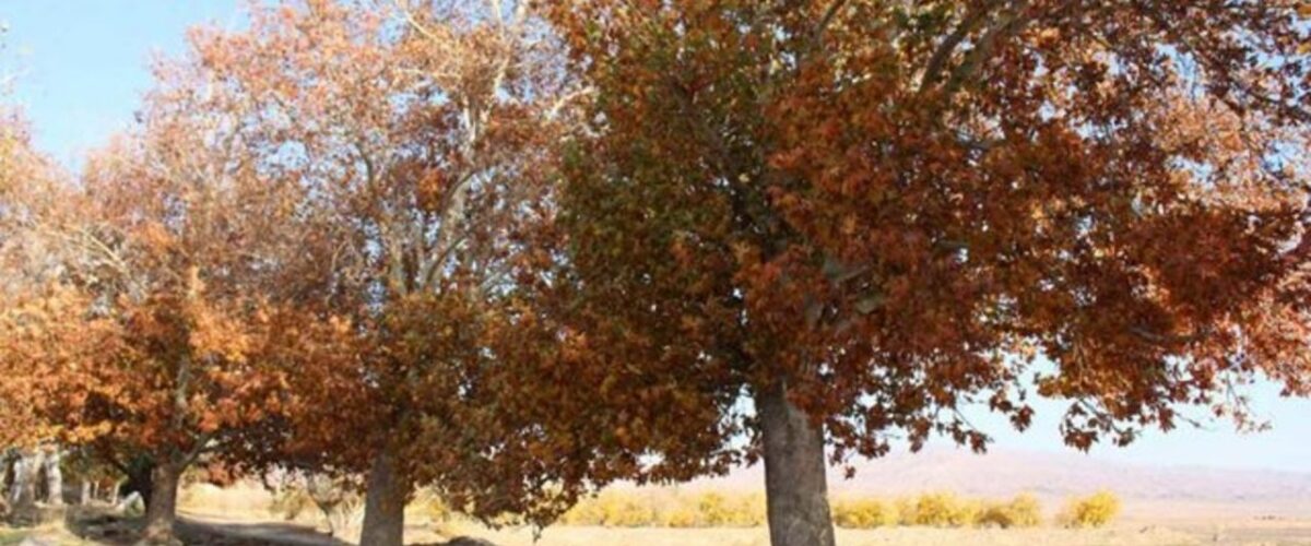 پاییز خشک‌تر از تابستان/ بارش‌ها در تهران به کمتر از یک میلی‌متر رسید